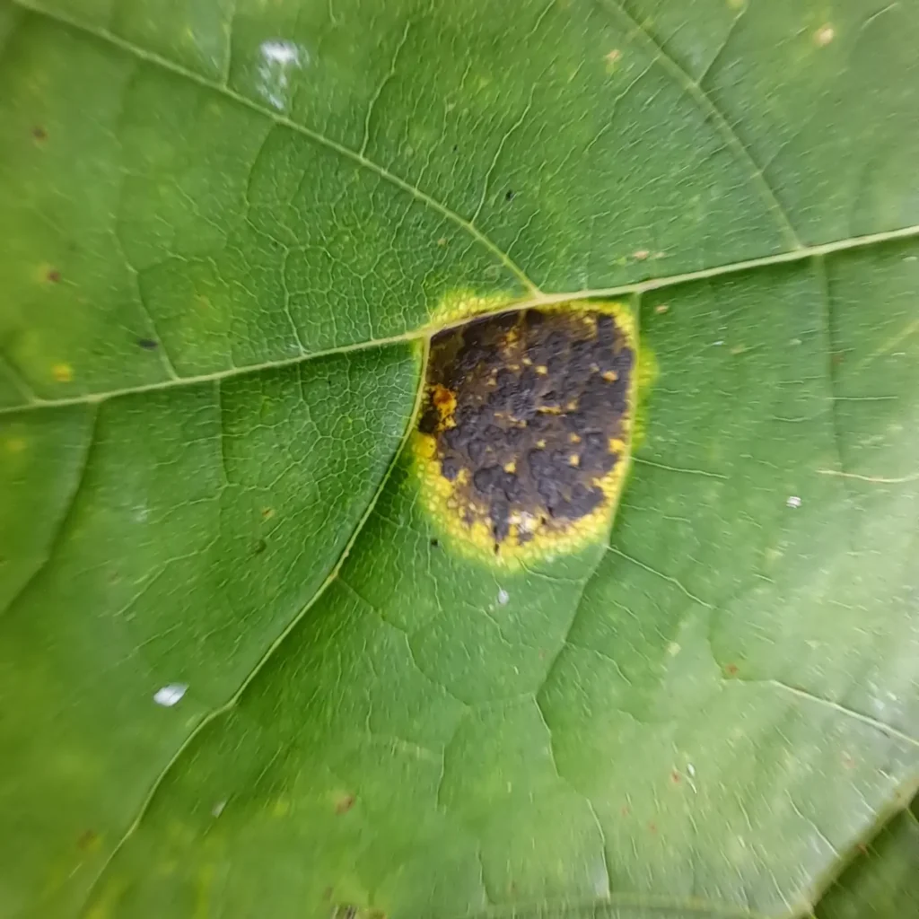 Vahtra pigilaik (Rhytisma acerinum)