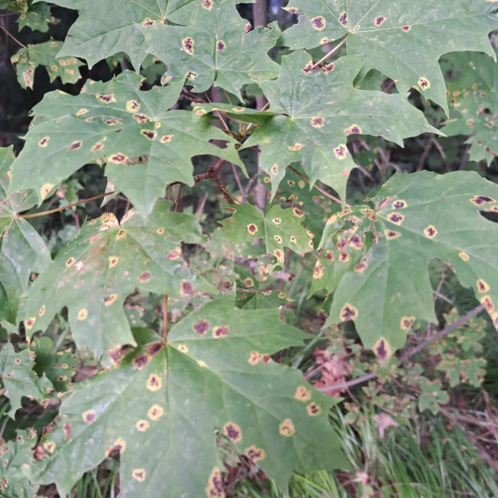 Vahtra-pigilaik (Rhytisma acerinum)