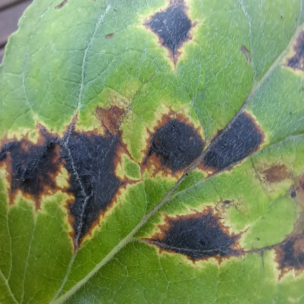Paju-pigilaik (Rhytisma salicinum)