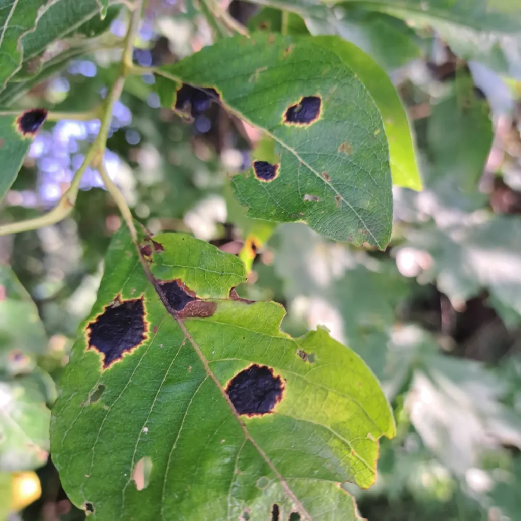 Paju-pigilaik (Rhytisma salicinum)