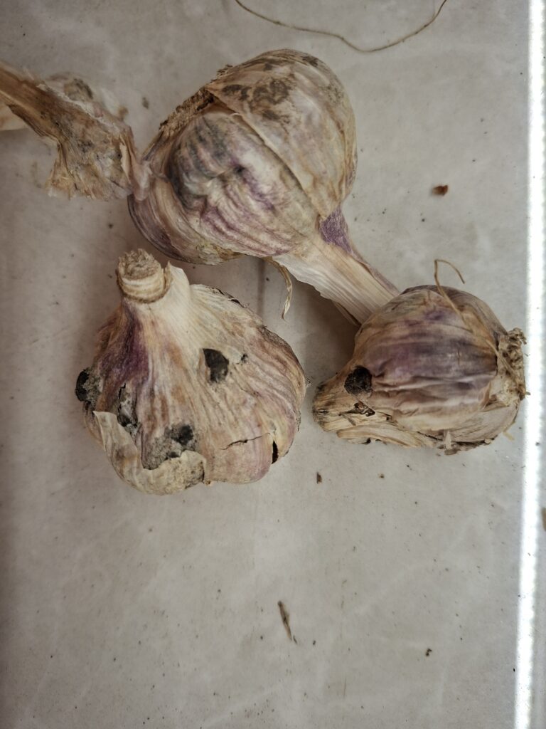 Valgemädanik küüslaugul (Sclerotinia sclerotiorum ja Stromatinia cepivora) (1)