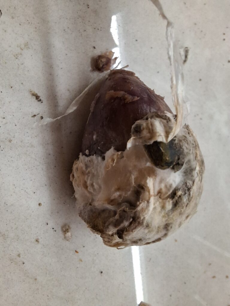 Valgemädanik küüslaugul (Sclerotinia sclerotiorum ja Stromatinia cepivora) (2)