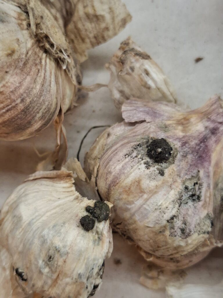 Valgemädanik küüslaugul (Sclerotinia sclerotiorum ja Stromatinia cepivora) (3)