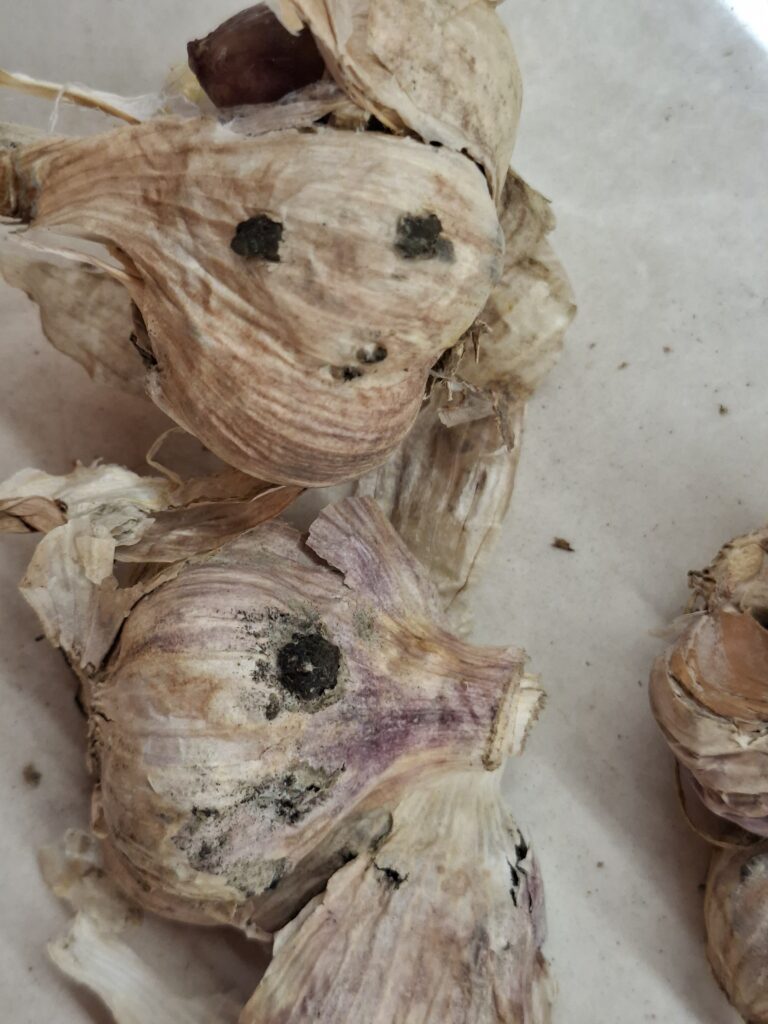 Valgemädanik küüslaugul (Sclerotinia sclerotiorum ja Stromatinia cepivora) (5)