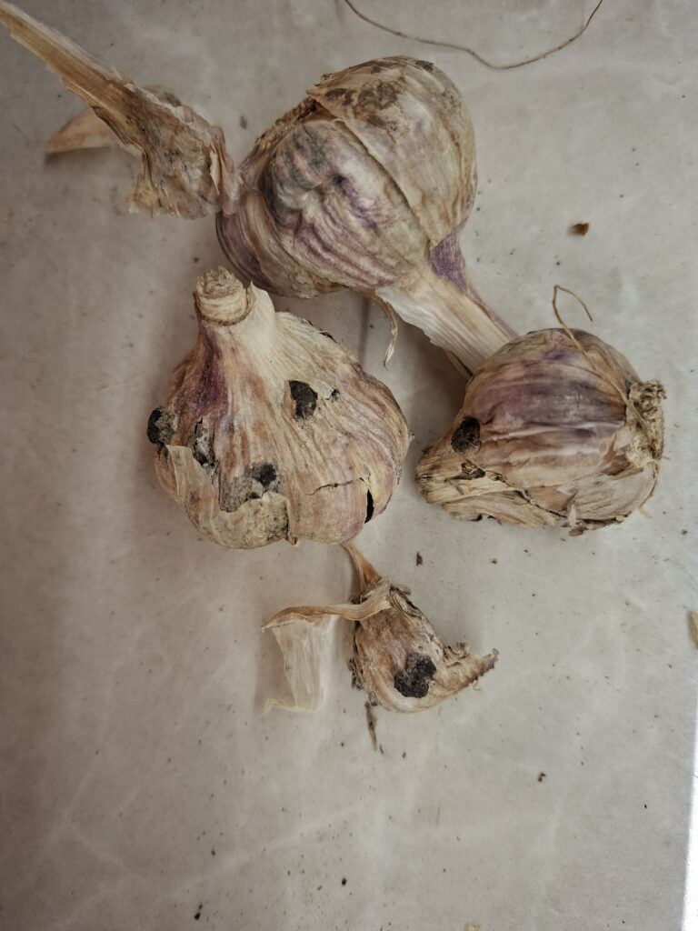 Valgemädanik küüslaugul (Sclerotinia sclerotiorum ja Stromatinia cepivora) (6)