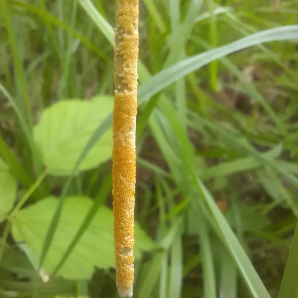 Kõrreliste tõlvtõvik (Epichloë typhina) (2)